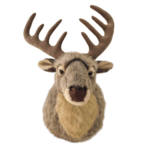 wall mounted deer head taxidermy